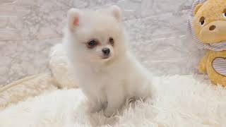 ハーフ犬の動画01