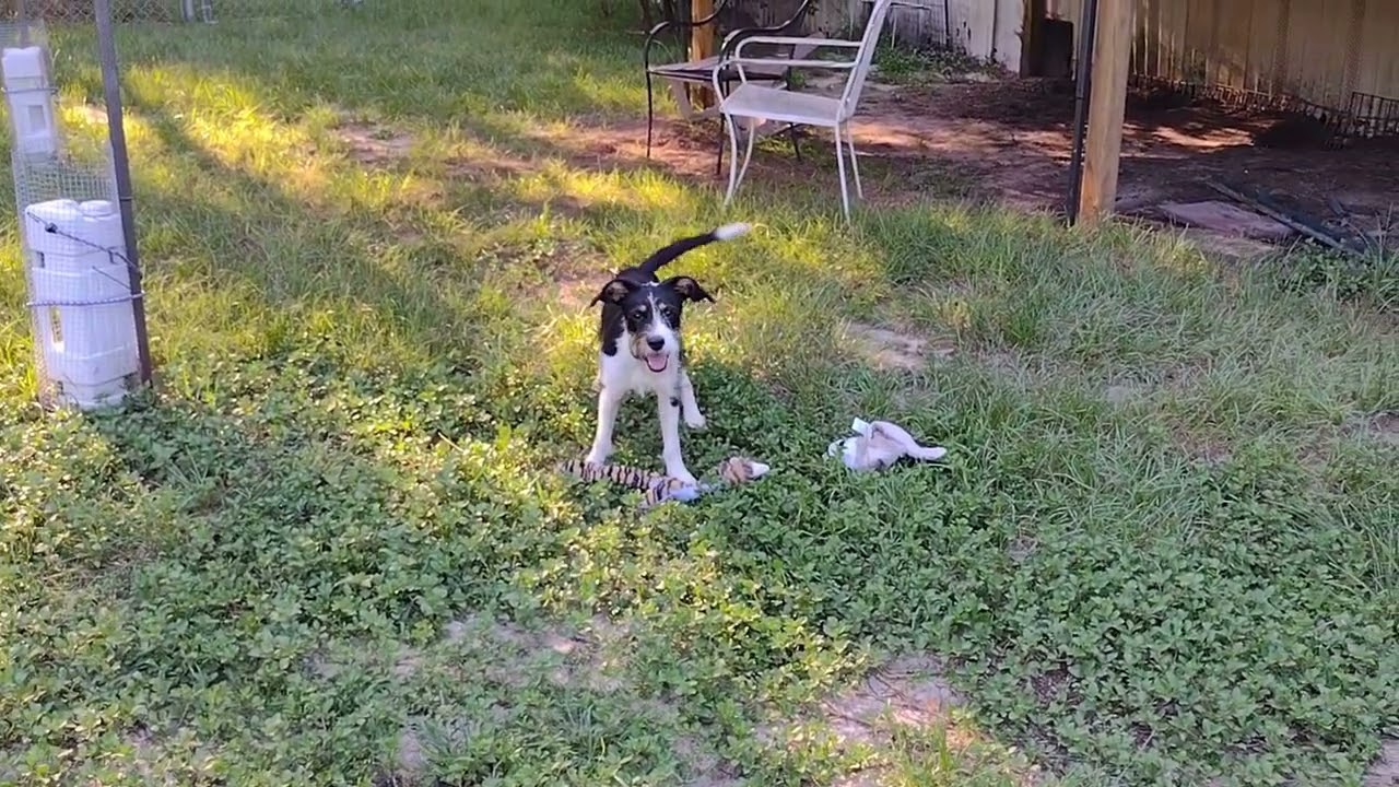 Trix, an adopted Wirehaired Terrier in Camden, SC video 6/6