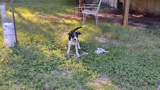 Video preview image #1 Mutt Puppy For Sale in Camden, SC, USA