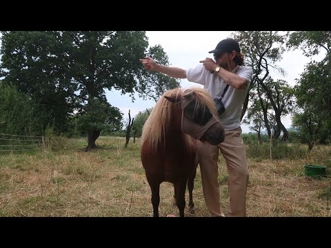 La Sibla - 7iblita [Video]