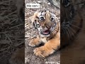 पापा नहीं है Animal Funny Dubbing Dubbing Video Funny Cat Short