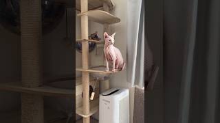 飛ばへんのかーいwな猫アレクサンドラ【スフィンクス】