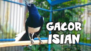 Download lagu KACER GACOR ISIAN NEMBAK PRENJAK  !! PANCINGAN KACER GACOR FULL ISIAN PALING AMPUH. mp3