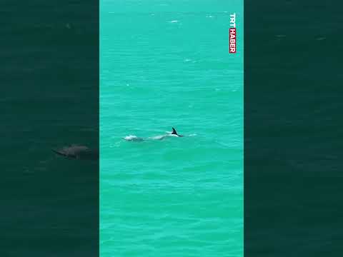 🐬 İstanbul Boğazı'nda yüzen yunuslar dronla görüntülendi