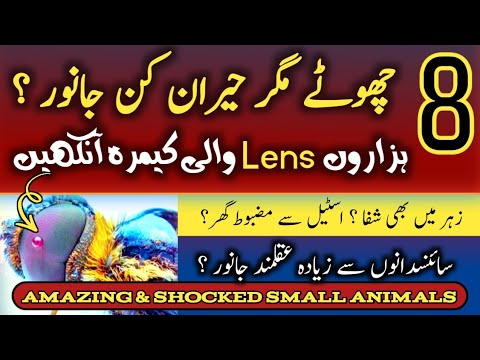 8 Small Creatures That Will Shock You | Allah Ki Perfect Creation