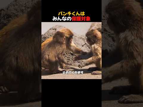 パンチくんは│みんなの保護対象 #がんばれパンチ