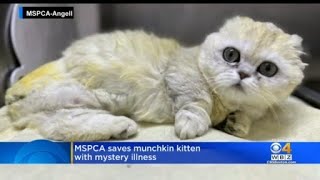 Munchkin kitten up for adoption after MSPCA treats sudden and severe illness