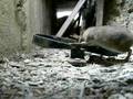 Ako Chytiť Potkana How To Catch A Rat