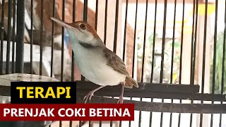 Download lagu Suara Prenjak coki gacor PIKAT - Masteran & pancingan ampuh pernjak bambu bahan agar cepat bunyi mp3 Download lagu Suara Prenjak coki gacor PIKAT - Masteran & pancingan ampuh pernjak bambu bahan agar cepat bunyi mp3