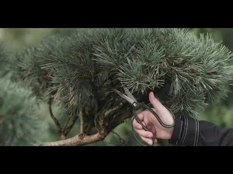 Миниатюра изображения товара Секатор механический Caiman High Carbon Steel (Japan Box)