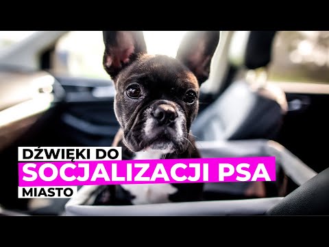 Dźwięki do socjalizacji psa | Miasto