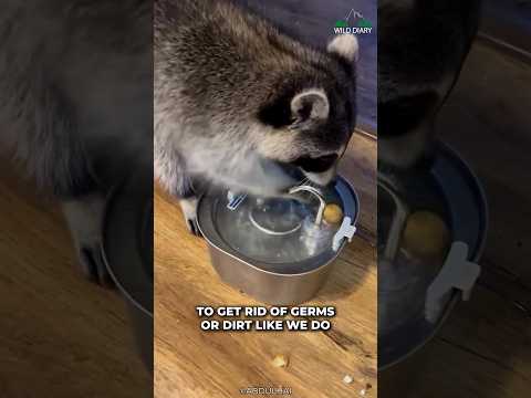 Why Do Raccoons Wash Their Food?
