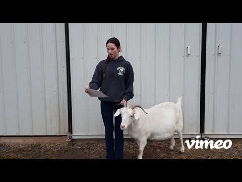Audience Favorite: 5 Breeds of Goats Video Screenshot