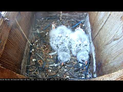 Sleepy Owlets Stretch Out On Nest Box Floor | WBU Barred Owl Cam – April 27, 2021