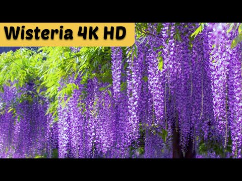 Wisteria Flower Full Bloom 4K Walk / Beautiful Wisteria Flower / Wisteria sinensis / Vine flower