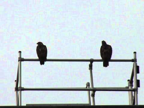 8 22 2013 cornell red tailed hawks ezra (l) & big red (r) on caldwell roof railing