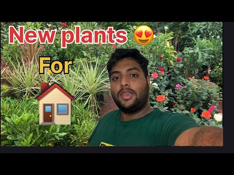 Ghar ke liye new plants 🪴🌸🪻🌷