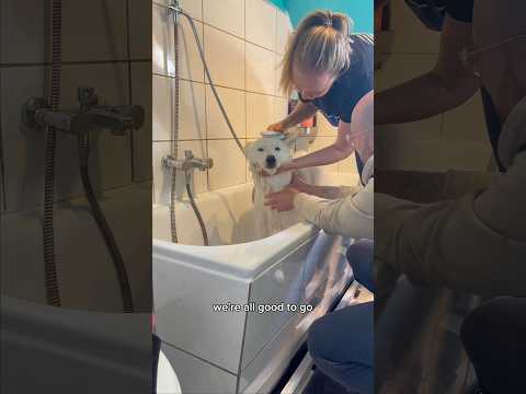 ¿Alguna vez has bañado una nube? 🐻‍❄️🚿 #shorts #shortsparaperros #perro #samoyedo