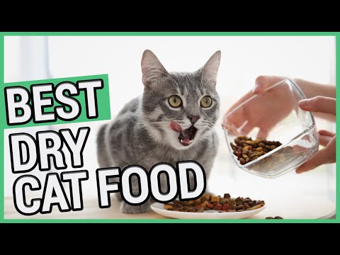 Best Dry Cat Food | TOP 5 Dry Cat Foods  2021 🐱 ✅