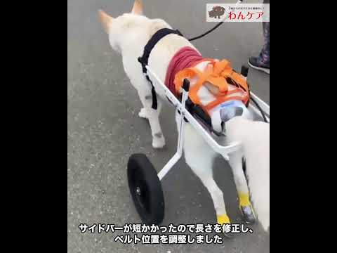 ホワイトスイスシェパードのアトゥイちゃん。 車椅子で歩くまで