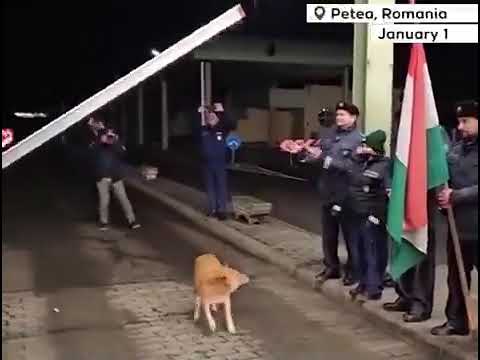 This dog became the first to cross the Hungary/Romania border after Romania joins the Schengen.
