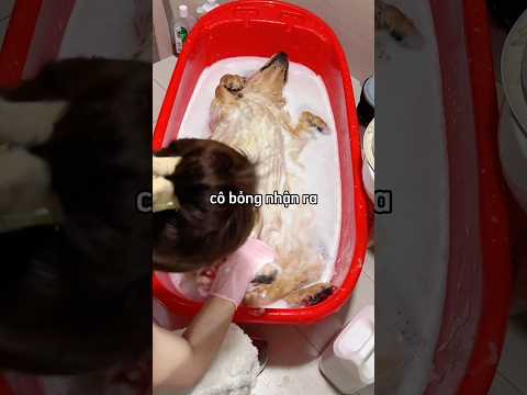 Cô gái hoảng sợ khi nghĩ rằng mình đã mất chú chó khi tắm cho nó 😳