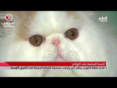نادي قطط الكويت ينظم أكبر وأرقى مسابقة للقطط الجميلة في الشرق الأوسط للسنة السابعة على التوالي