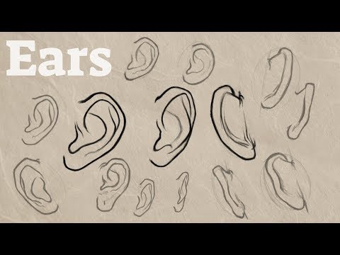 How to Draw Ears