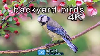 Download lagu Backyard Birds 2 Hour Ambient Nature Film with Rea... mp3