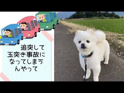 ワンワンU・x・Uお悩み相談室8️⃣3️⃣〜大野市「大福くん」#ながらスマホ禁止📱❌