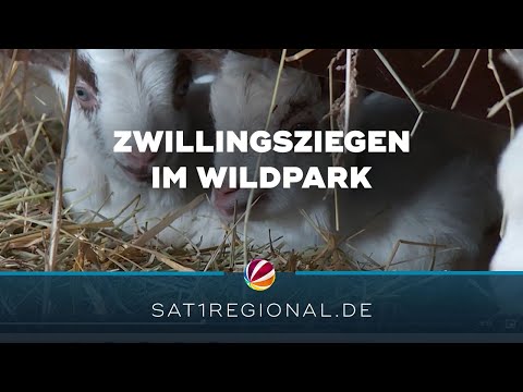 , title : 'Zwillingsnachwuchs bei den Girgentana-Ziegen im Wildpark Schwarze Berge'
