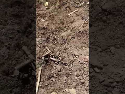 SANTIAGO DEL ESTERO 🇦🇷 ¡Siembra de soja con tratamiento biológico de semillas en Bandera!