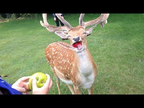 Meilleures vidéos d'animaux les plus drôles 🤪 vidéos d'animaux drôles 2025