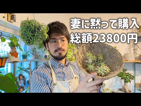 園芸 空気の娘たち、ティランジア