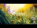 SPRING VIDEO Free Stock Footage Free HD Video No Copyright