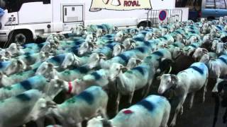 preview picture of video 'transhumance moutons à Saint Lary Soulan le 6 juin 2009'