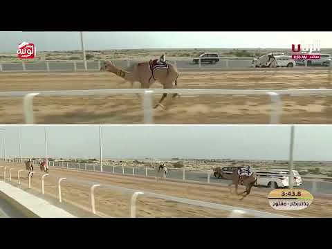 ش 9 (الغاريه) لـ هجن أم الزبار 9:03:43  ، مهرجان ختامي الشحانية 2026/04/24 إيذاع