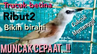 Download lagu TRUCUK BETINA RIBUT cukcuk memanggil ..bikin BIRAHI pejantan memuncak Dengan cepat..!!!! mp3