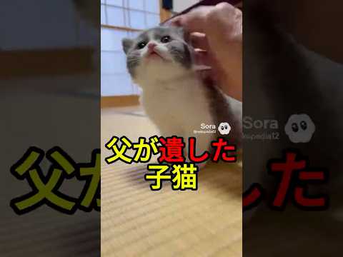 父が遺した子猫【感動物語】 #shorts