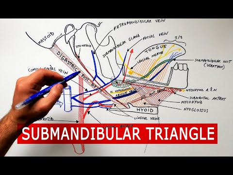 Submandibular triangle - boundaries & contents | Anatomy Tutorial