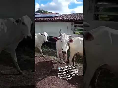 6 Vacas Nelores na balança a 10 reais/ Kg Bruto em Macaíba/RN. Whatsapp 84 99810 2784*#gado #boi