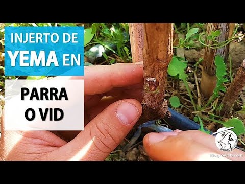 How to bud graft a grapevine or vine