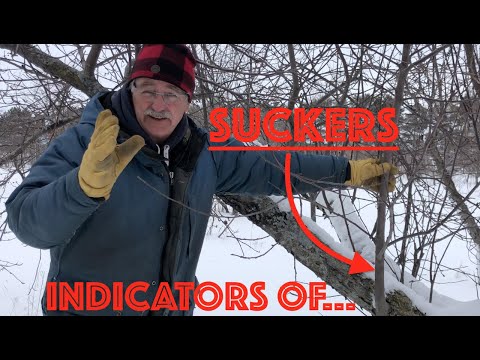 PRUNING an APPLE TREE??? SUCKERS (water sprouts) ARE INDICATORS OF...
