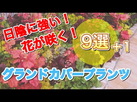 踏みつけに強い地被植物：多年草地被植物ベスト３  庭園