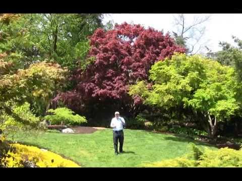 download lagu mp3 mp4 Acer Hogyoku, download lagu Acer Hogyoku gratis, unduh video klip Acer Hogyoku