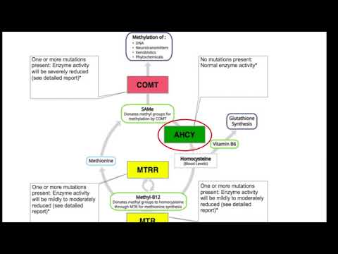 Advanced Methylation Detox Profile Breakdown