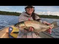 Video Thumbnail for Monster Tiger trout jumps in boat.