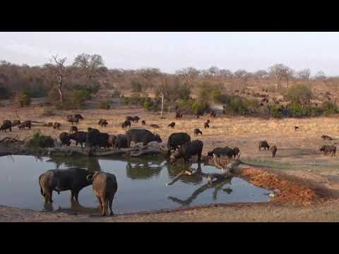 Djuma: Breeding herd of Buffalo - 16:58 - 09/16/18