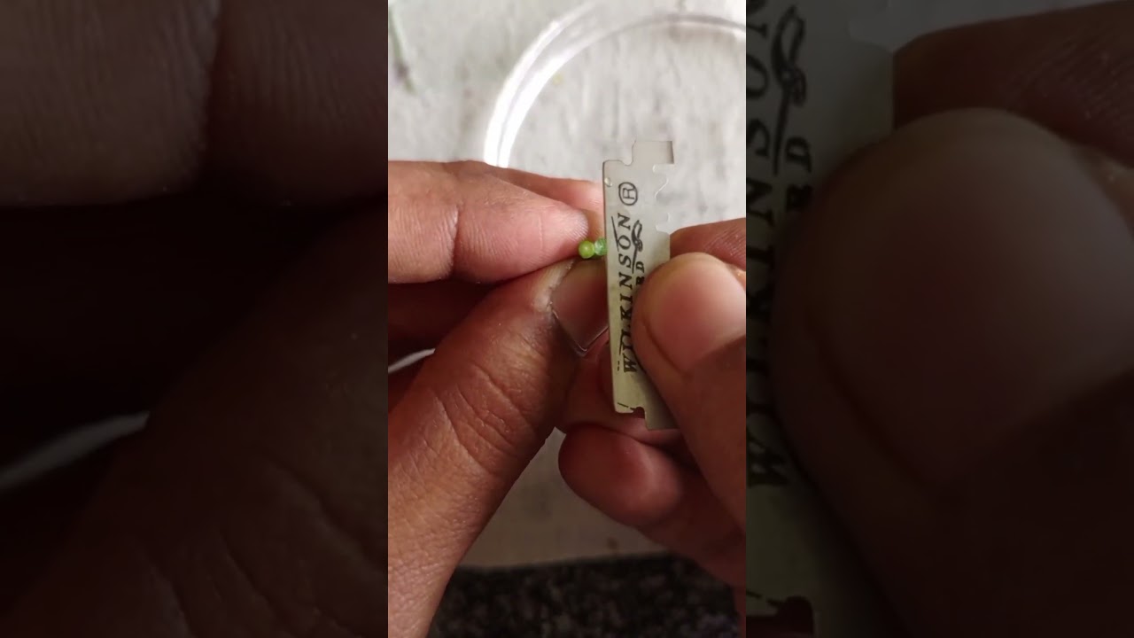 Anatomy of dicot stem #experiment #biologyexperiment