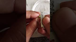 Anatomy of dicot stem #experiment #biologyexperiment